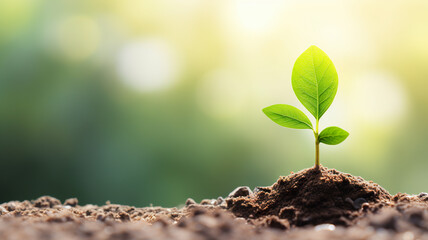 Green seedling illustrating concept of new life and growing with nature background