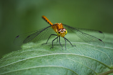 Close-up of meadowhawk dragonfly.