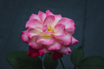 'White Lies' rose flower against blue house.