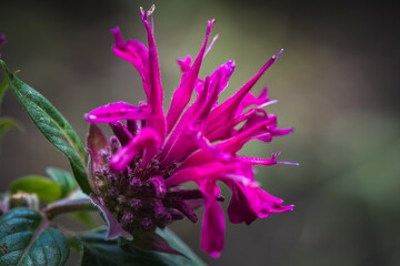 Close-up of bee balm, bergamot, monarda flower.