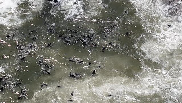 a lot of seals