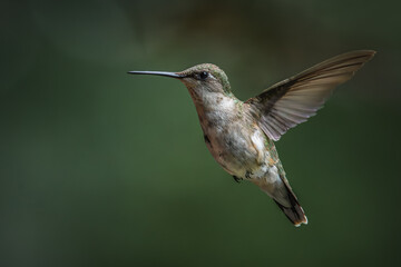 Female ruby-throated Hummingbird in flight.