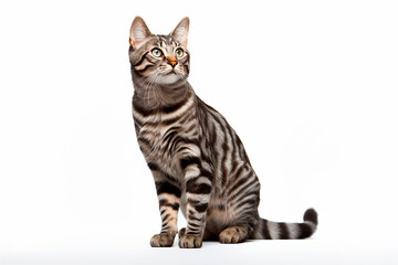 Cat isolated on a white background sitting. Animal front view portrait.