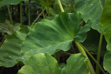 elephant ears in the garden.