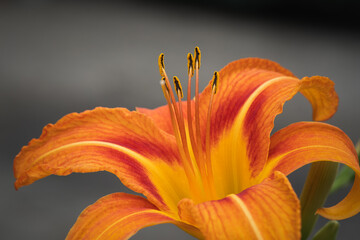 close-up of original orange daylily.