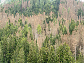 Woods destroyed by the bark beetle, whose scientific name is Ips typographus, the beetle that is ravaging the forests. European Alps