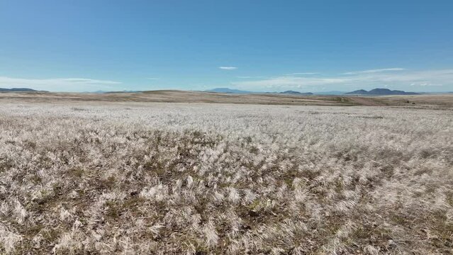 field of wheat