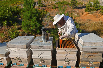 A beekeeper who checks the bees and honey in his hives.