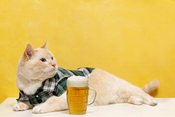 A big cat in a plaid shirt is lying on the table. A mug of beer on the table