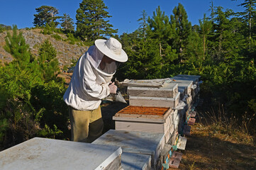A beekeeper who checks the bees and honey in his hives.