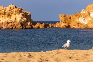 Crédence de cuisine en verre imprimé Cala Pregonda, île de Minorque, Espagne Pregonda beach in the north of Menorca (Spain)