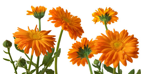 A blooming flower of Calendula, flowers closeup isolated on transparent background