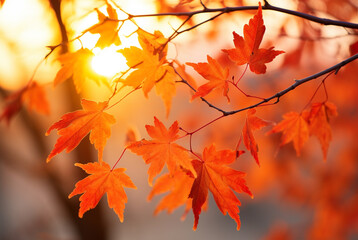 Naklejka na ściany i meble Sunbeam shines through red autumn leaves in forest. Generative AI