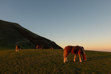 Horses pasturing on top of a mountain at sunset, with long shadows - 636012304