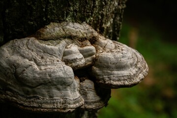 Striking mushroom on a tree trunk in a sun-dappled forest