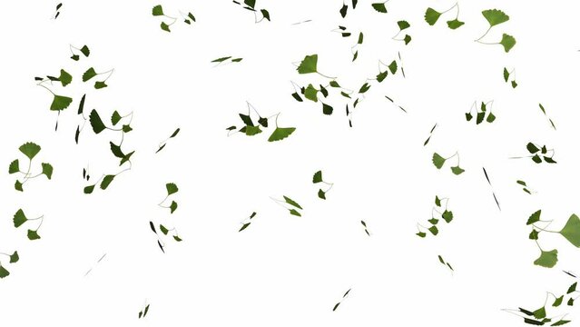 Isolated looping falling green ginkgo leaves