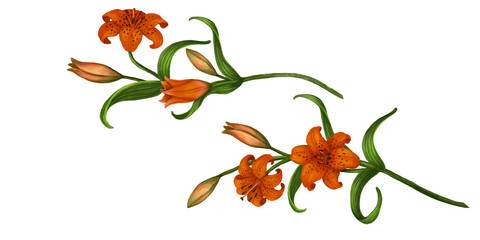 Lilium martagon. Orange Lilia. Watercolor tiger lily branch