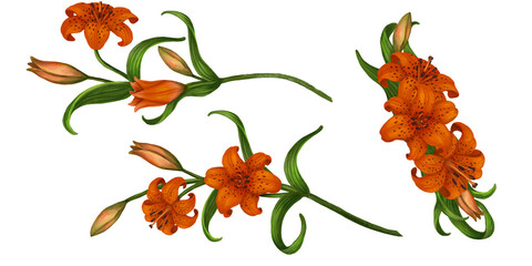Lilium martagon. Orange Lilia. Watercolor tiger lily branch composition