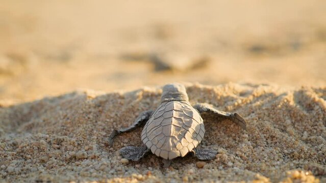 Baby sea turtle climbing in sand