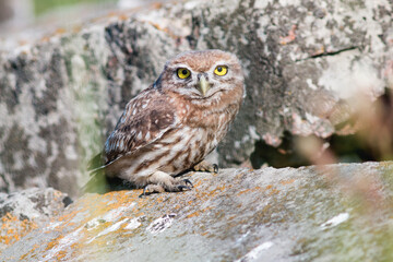 great horned owl on a branch