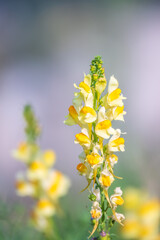 Linaria vulgaris common toadflax yellow wild flowers flowering on the meadow, small plants in bloom in the green grass