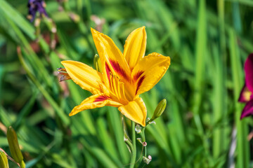 A yellow daylily flower, latin name Hemerocallis lilioasphodelus, at sunset. It is also known as the lemon daylily.