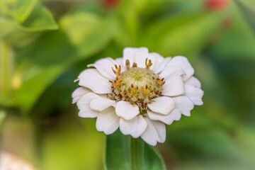Obraz premium Colourful Feverfew Flowers, Tanacetum parthenium. Beautiful white and yellow