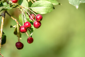 Bright red small wild apples among the yellow leaves in autumn.
