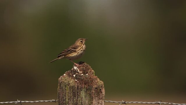 A male Etree pipit (Anthus trivialis) sitting on a wooden pole in spring 