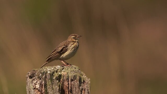 A male Etree pipit (Anthus trivialis) singing on a wooden pole in spring.