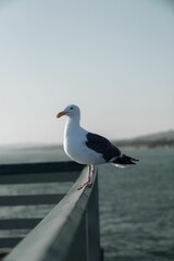 Seagull with a bright yellow beak standing on a wooden fence next to the sea