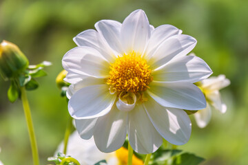 Obraz premium White flowers dahlia pinnata collar mignon blooming in the garden.