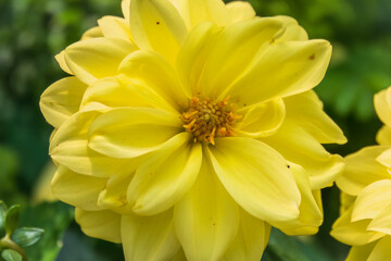 A wonderful Yellow dahlia flower is blooming in the garden.