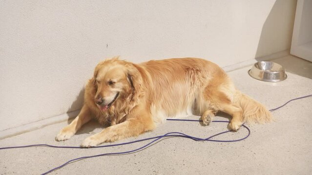 Old Golden Retriever dog lying on white floor in the backyard