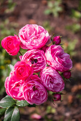 Close-up of a pink rose on green background