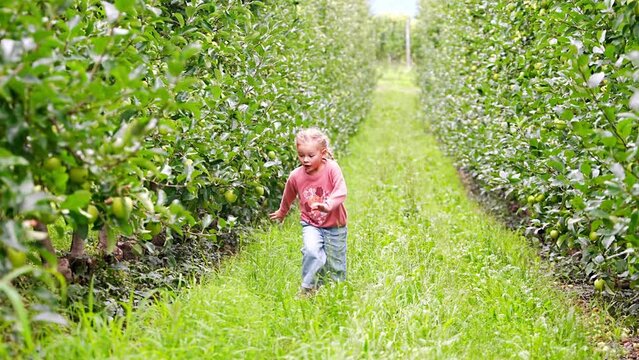 Little girl having fun in an apple plantation in South Tyrol, San Pietro town in Italy