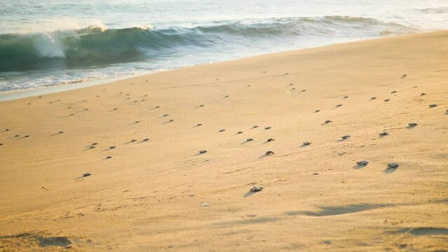 Baby sea turtles crawling to sea