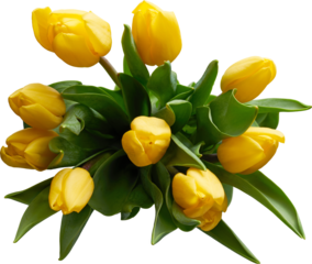 isolated yellow tulip bouquet