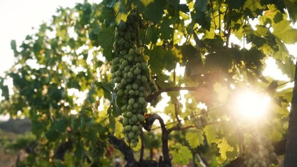 Cluster of green grapes growing in a vineyard field with sunset sky background