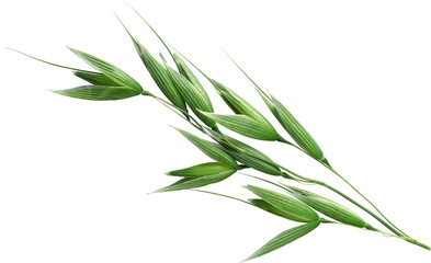 an isolated branch of fresh green barley
