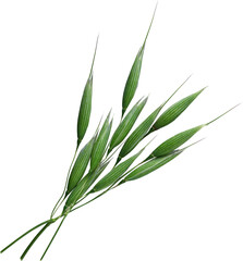 branch of fresh green barley - Ready to use PNG Cutout Isolated Image