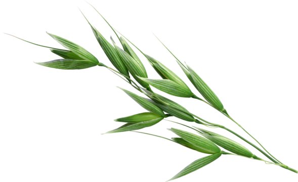 Branch of Fresh Green Barley - Ready to use PNG Cutout Premium Isolated Image