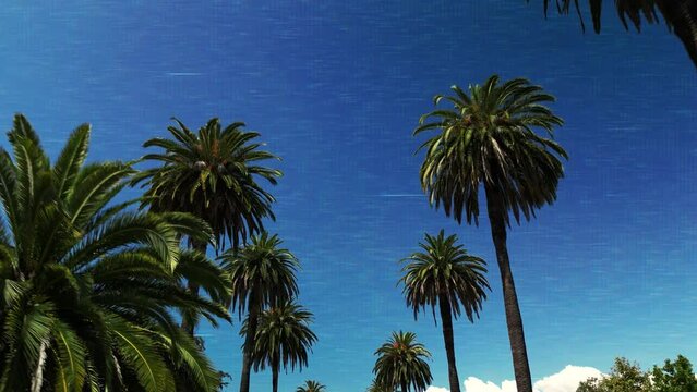 Palm tress with a VHS effect