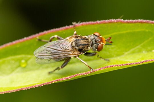 Top view on a conopidae fly resting on a peoni leaf with copy space
