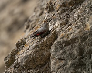 Selective focus shot of a wallcreeper bird perched on the side of a cliff
