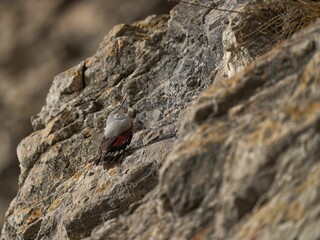 Selective focus shot of a wallcreeper bird perched on the side of a cliff