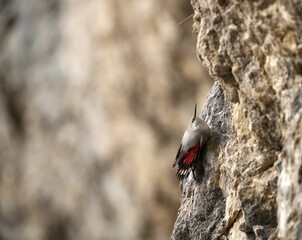 Selective focus shot of a wallcreeper bird perched on the side of a cliff