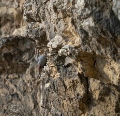 Selective focus shot of a wallcreeper bird perched on the side of a cliff