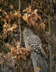 Selective focus shot of a ural owl perched on a tree branch