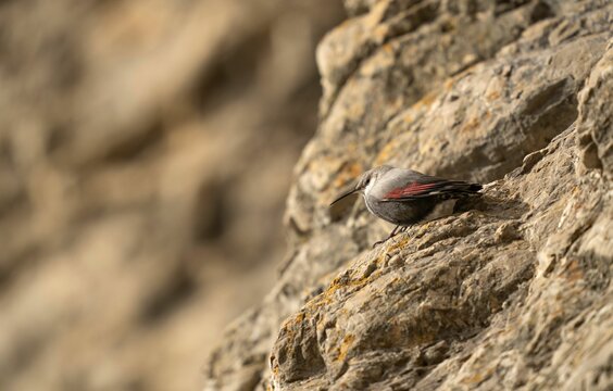 Selective focus shot of a wallcreeper bird perched on the side of a cliff